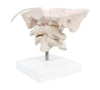 Alide Removable Human Occiput Enlarged Model,Human Cervical Spine Occipital Bone Model PVC Material Atlas and Axis