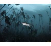 Alien Sharks Greatest Hits