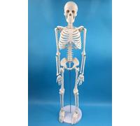 Alikeke Anatomy Lab Human Skeleton Model, 8" Mini Skeleton Replica Mounted to Base for Display, with Removable Skull Cap, Movable Arms and Legs, and Details of Human Bones