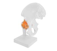 Alipis 1 PC Hip Bone Model Anatomical Skeleton Model for Medical Study and Teaching for Biology Classes and Art Reference