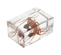 Alipis 1 PC Tarantula Specimen Sample for Home Science Education Lightweight and Portable Insect Resin Display Beautiful and Creative Educational Model