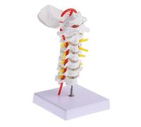 Alipis 1Pc Cervical Spine Anatomy Model Human Body Medical Teaching Tool with Realistic Vertebral Column Nerve Branches Display Stand for Education Patient Demonstration