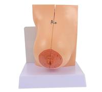 Alipis 1pc Female Anatomical Breast Model for Medical Teaching Realistic Design for Anatomy and Physiology Education Women Reproductive Health Display Model