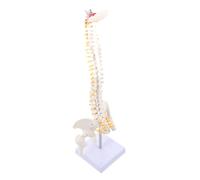 Alipis 1Pc Flexible Spine Anatomy Model with Spinal Vertebrae Intervertebral Discs for and Display Human Skeleton Model for Students and Doctors