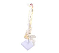 Alipis 1Pc Spine Model Anatomy for Hospital Doctor Flexible Vertebral Column with Pelvis for Patient Education Study Aid