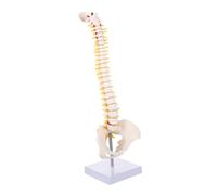 Alipis 1Pc Spine Model with Construction Vertebral Column Anatomy Model for for Chiropractors and Students Includes Spinal Pelvis and