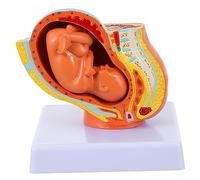 Alipis 1pc Uterine Embryo Model for Learning Fetus Display Realistic Anatomy Teaching Aid for Students Professionals Excellent for Home Lab and Training Institutions