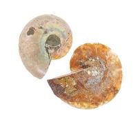 Alipis 1set Ammonite Specimens for Educational Use Teaching Supplies for Students Decorative Ornaments for Science Labs Smooth Surface for Safe Handling Enhance Knowledge of 2pcs