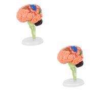 Alipis 2 pcs Detachable Human Brain Model Medical Teaching Tool for Students Teachers Realistic Anatomy Model for Psychology for Schools Laboratories