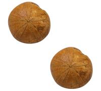 Alipis 2 pcs Sea Paleontology Specimen Educational Science for Ocean Animal Teaching Prop for Classroom Decoration and Learning Activities