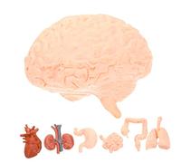 Alipis 8pcs Human Organ Anatomical Model Set for Teaching and Study Lightweight Pvc Demonstration Models Including Brain Heart Liver Lung Stomach Designed for Display and Learning