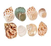Alipis 8pcs Natural Conch Sea Shells for Decorating Aquarium Landscape Ornaments Lightweight Portable Sea Shell Decor for Home and Beach Themed Crafting