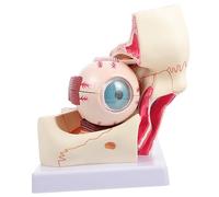Alipis Anatomical Eyeball Enlargement Model Detailed Human Eye Anatomy Apparatus for Medical Teaching Disassemble for Eye Disease Study and Physiology Courses