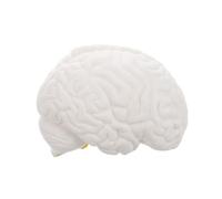 Alipis Detachable Anatomical Tool for Teaching Psychology Biology High Precision Brain Structure Display Model for Medical Schools Research Institutions