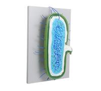Alipis Detailed Anatomical Cell Nucleus Model Tissue Simulation for Biology Teaching Hardwearing Construction Educational Science Tool for Schools and Labs