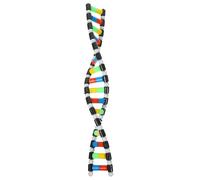 Alipis Dna Double Helix Model: Dna Molecular Model Kit for Kids Student Classroom Education School Projects And Biology Learning