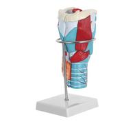 Alipis Enlarged 2X Human Throat Anatomy Model with Muscles, Cartilage, and Vessels, 3D Medical Teaching Model for Scientific Throat Study and Educational Classroom Use