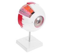 Alipis Enlarged Eye Anatomy Model with Detachable Stand Numbered Human Eyeball for Medical Teaching Biology Classroom Display Realistic Eye Structure for Student Education and Health
