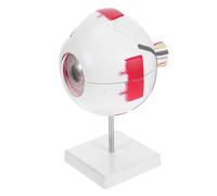 Alipis Enlarged Human Eye Anatomy Model with Numbered Detachable Eyeball for Science Classroom Medical Teaching Optometry Education