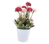 Alipis Faux Potted Flower Bonsai Medium Size in Burgundy with Silk Leaves Artificial Plant Decoration for Home Desk and Office Use