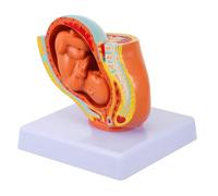 Alipis Full-term Fetus Model Uterine Fetus Model Anatomy Doll Pregnancy Simulation Human Anatomy in Utero