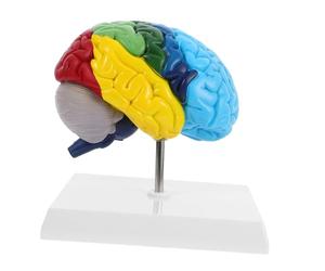 Alipis Human Brain Model Right Hemisphere 1:1 Scale Detailed Functional Areas Teaching Tool for Neuroscience Education