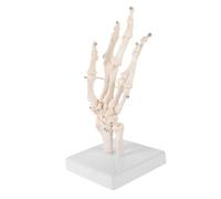Alipis Human Hand Skeleton Model for Medical Teaching Anatomical Hand Joint Simulation Tool for Education and Anatomical Study