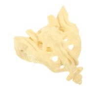 Alipis Human Sacrum Anatomy Model with Smooth Surface Portable Medical Sacrum Bone for Teaching Hospital Display Patient Education and Research