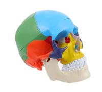 Alipis Human Skull Head Model Anatomical Medical Teaching Model with Design for Educational Purposes for Nursing and Medical Schools Realistic and Detailed Features