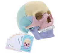 Alipis Human Skull Model Detachable Anatomy Prop for Learning Skull Model for Detailed Exploded Design for Anatomy Studies