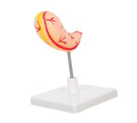 Alipis Human Stomach Anatomy Model Sturdy Educational Tool for Medical Schools and Research Centers Accurate Representation of Stomach Structure User Friendly Assembly for Enhanced