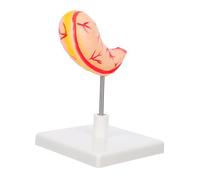 Alipis Human Stomach Model Anatomical Teaching Tool Sturdy Medical Anatomy Aid for Science Education Easy to Use for Medical Schools and Research Labs