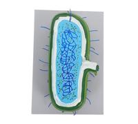 Alipis Interactive Human Cell Model with Enlarged Nucleus Detailed Organelles for Biology Classroom Demonstrations Learning Aid for Science Education and Cell Structure Study