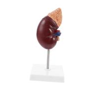 Alipis Life Kidney Model with Adrenal Gland for Medical Teaching Removable Two-part Human Anatomy Display with Base and Bracket for School Education and Study