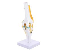 Alipis Life Knee Joint Model for Medical Teaching Anatomically Accurate Simulation for Understanding Knee Ailments and Injuries Realistic Motion Demonstration