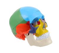Alipis Medical Anatomical Human Skull Model Educational Teaching Tool for Anatomy Studies Realistic Design for Structure Identification Safe and Material for Long Term Use