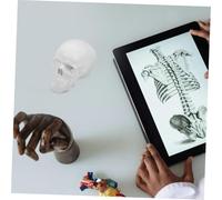 Alipis Mini Anatomical Human Skull Model Detachable and Realistic Design for Medical Study Artistic Decoration and Halloween Use for Anatomy Learning and Display