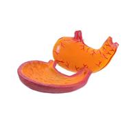 Alipis Portable Human Stomach Anatomical Model for Educational Training Detailed Anatomy Tool for Medical Research and Teaching Lightweight and for Convenient Mobility