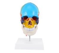 Alipis PVC Anatomical Skull Model Human Skull Teaching Tool for Anatomy Education Removable Parts for Enhanced Learning and Identification