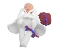 Alipis Realistic Childbirth Simulator Pelvis Model with Fetus Umbilical Cord Placenta Anatomical Mini Pelvic Anatomy for Midwifery Training and Pregnancy Education
