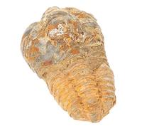 Alipis Trilobite Specimen Model Realistic Desktop Ornament for Classroom Teaching Educational Purposes Lightweight for Parties Trilobite