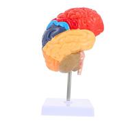 Alipis Vivid Human Brain Model Half Anatomical Structure Teaching Aid for Medical Education Environmental-friendly Material Suitable for Students Teachers and Experts