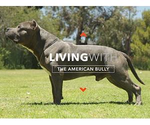 All About Living With The American Bully