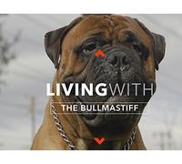 All About Living With The Bullmastiff