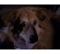 All Dogs Go To Heaven