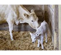 All For One or One For Himself?