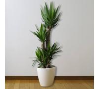 All Occasions , 3 Stem Yucca Plant, 1m Tall Perfect Home, Bedroom, Kitchen & Living Room, Perfect for Clean Air in Green All Occasions Green