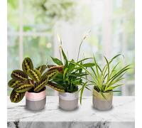 All Occasions Air Purifying Indoor Plants, Mix of 3 House Plants in 12cm Pots, Peace Lily, Spider Plant, Prayer Plant, Real Plants to Grow in Green All Occasions Green