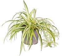 All Occasions , Chlorophytum Variegatum - Spider Plant Real Indoor Plant in Green All Occasions Green