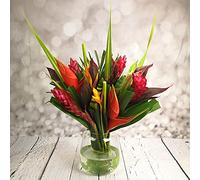 All Occasions Honolulu Hope Tropical Bouquet Fresh Flowers, Pink, Cream, Ginger, Heliconia, Tropical Foliage, Perfect for Birthdays, Anniversaries and Thank You Gifts